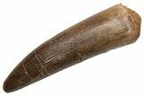 Fossil Plesiosaur (Zarafasaura) Tooth - Morocco #224435-1